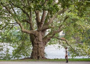 Ahornblaettrige Platane