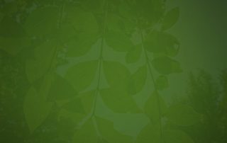 Baum-Template-Teaser