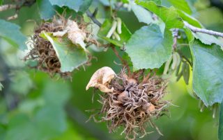 Reifer Fruchtstand des Baum-Hasel