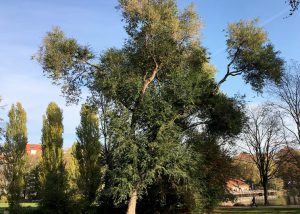 Habitus Flatter-Ulme