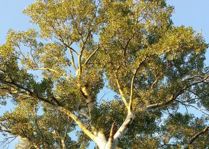 Habitus der Silber-Pappel