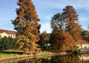 Herbstliche Supfzypressen