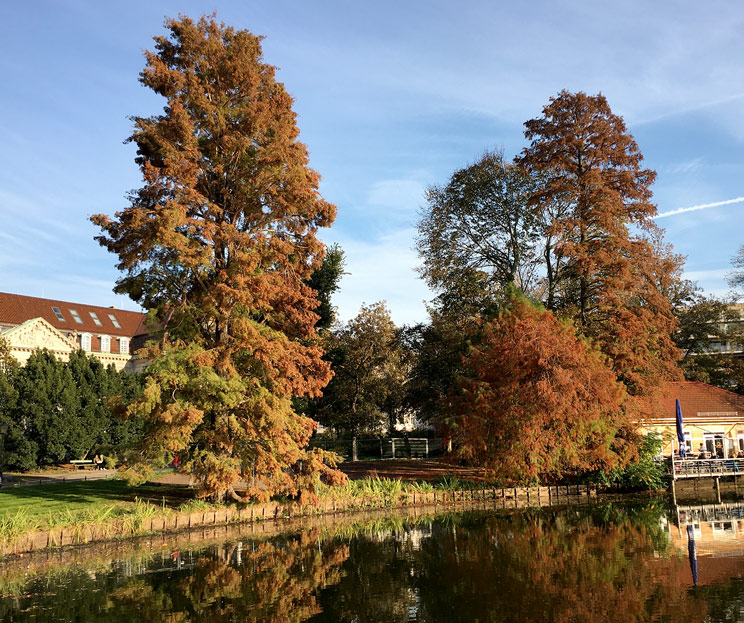 Herbstliche Supfzypressen