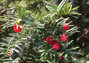 Eibenbusch mit Fruchtkörper