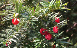 Eibenbusch mit Fruchtkörper