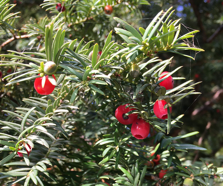 Eibenbusch mit Fruchtkörper