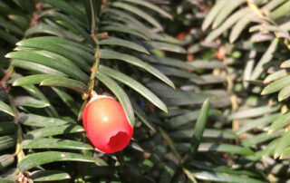 Eibenzweig mit Fruchtkörper