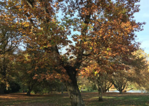 Ansicht einer Amerikanischen Roteiche im Herbst