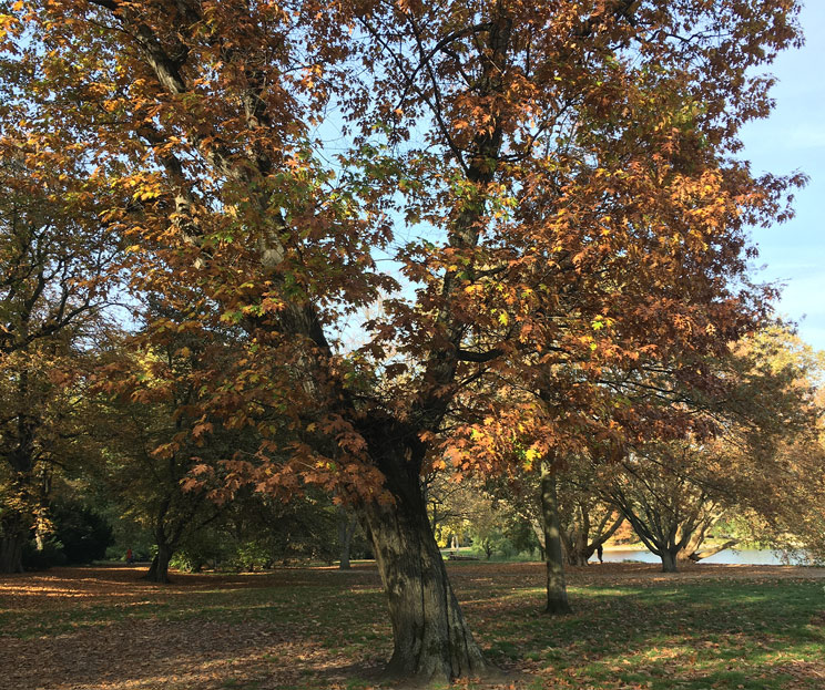 Ansicht einer Amerikanischen Roteiche im Herbst