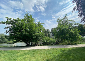 Kaukasische Flügelnuss