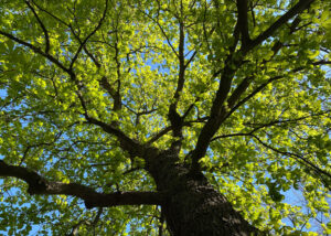 Habitus der Rosskastanie