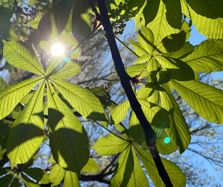Sonnenlicht fällt durch das Blätterdach der Rosskastanie