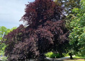Blutbuche in voller Pracht am Lietzensee-Ufer