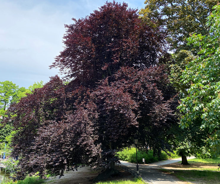 Rot- und Blutbuche – Natur- und Umweltbildung