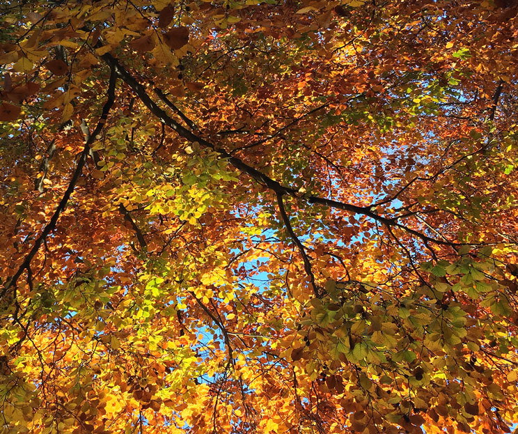 Buntes Blätterdach im Herbst der Blutbuche
