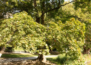 Spitz-Ahorn Habitus Sommer