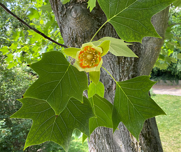 Tulpenbaum