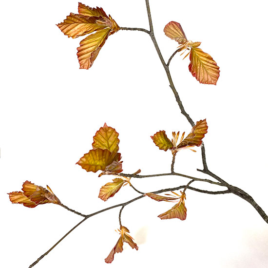 Rotbuche, Ast mit jungen Blättern