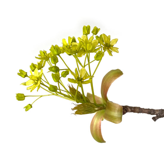 Spitz-Ahorn Blüte vorne