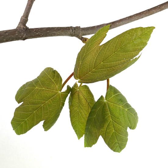 Zweig eines Bergaahorn im Frühling
