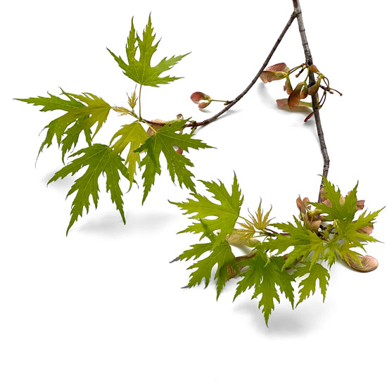 Zweig eines Silberahorn mit jungen Blättern und Früchten im Frühling