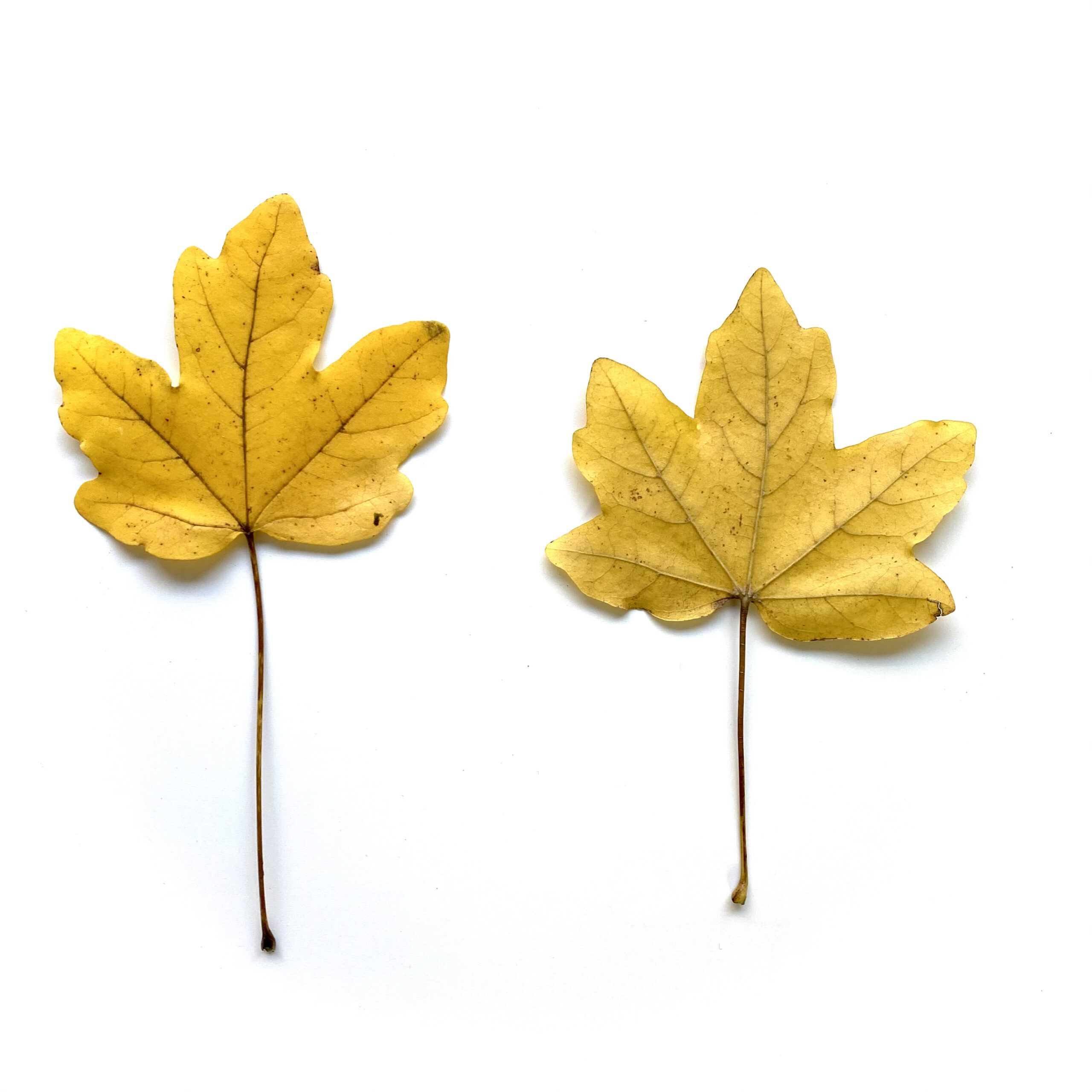 Feldahornblätter im Herbst Vorder- und Rückseite
