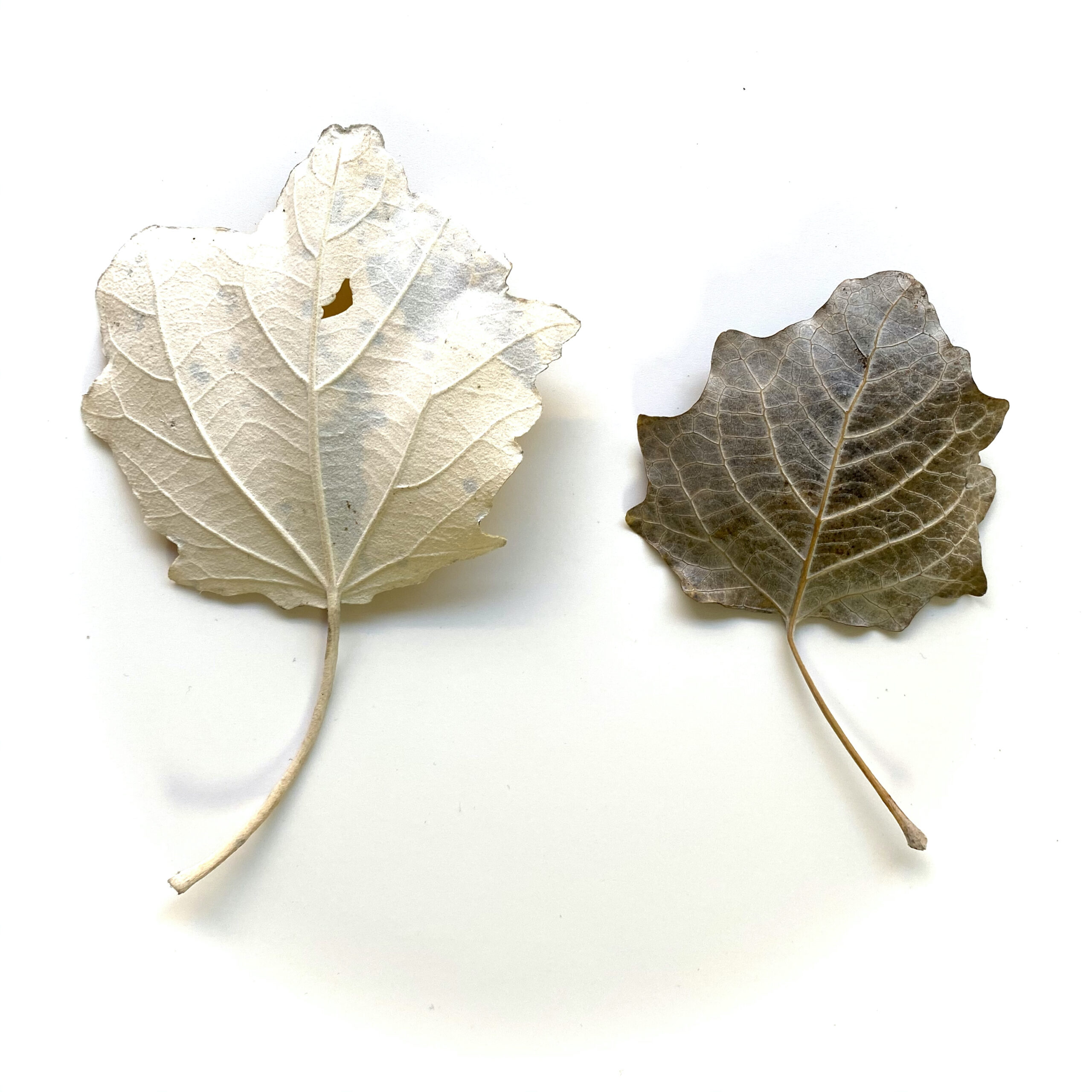 Silberpappelblätter im Herbst Rückseite