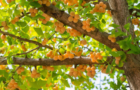 Ginkgo