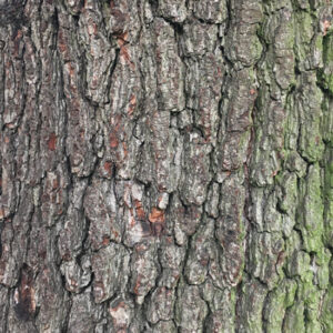 Borke einer Schwarzerle