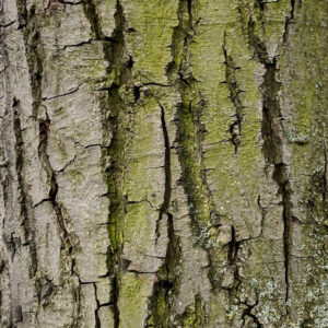 Borke einer Grauerle