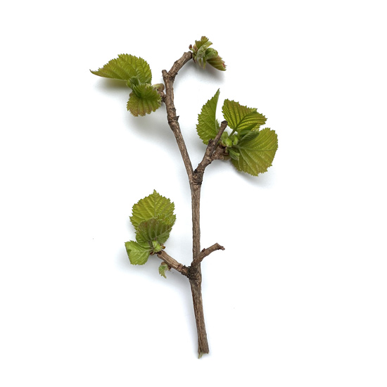 Zweig einer Baumhasel mit jungen Blättern im Frühling, Rückseite