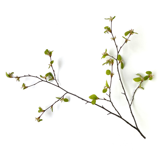 Zweig einer Hainbuche mit jungen Blättern und Blüten im Frühling