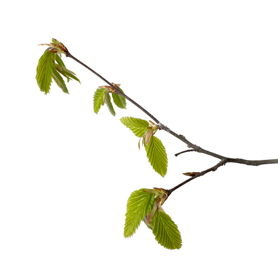 Zweig einer Hainbuche mit jungen Blättern und Blüten im Frühling