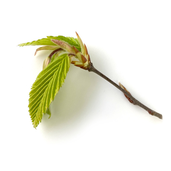 Zweigstück einer Hainbuche mit jungen Blättern und Blüten im Frühling