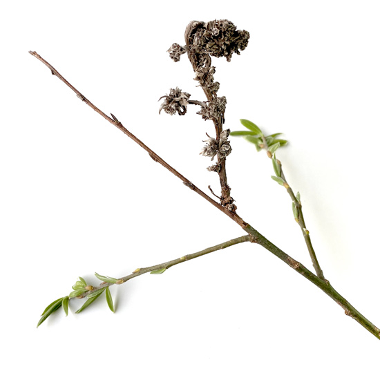 Zweigstück einer Trauerweide mit jungen Blättern im Frühling