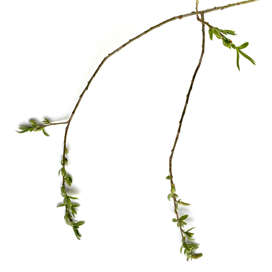 Zweig einer Trauerweide mit jungen Blättern im Frühling