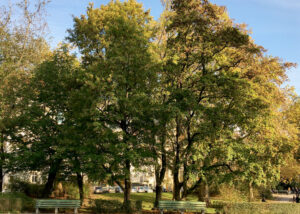 Sicht auf einen Feldahorn im Herbst