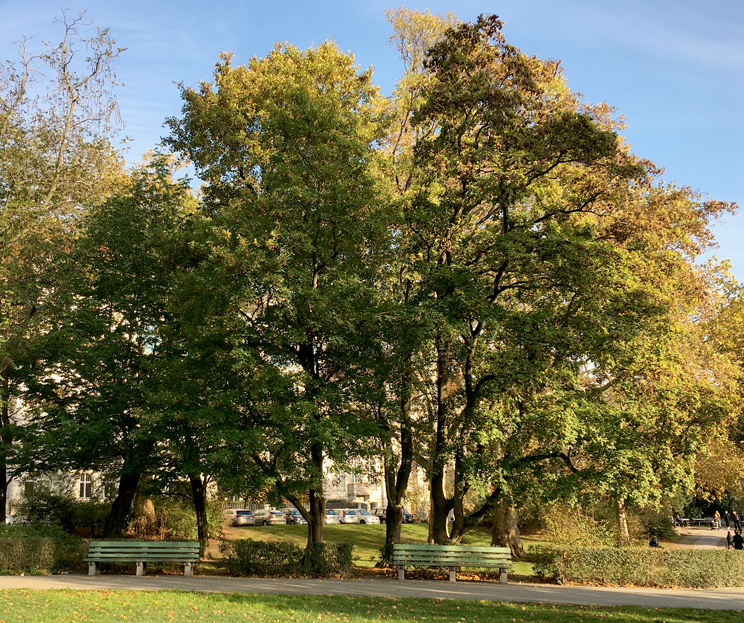 Sicht auf einen Feldahorn im Herbst