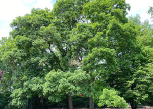 Ansicht Japanischer Schnurbaum Frühsommer