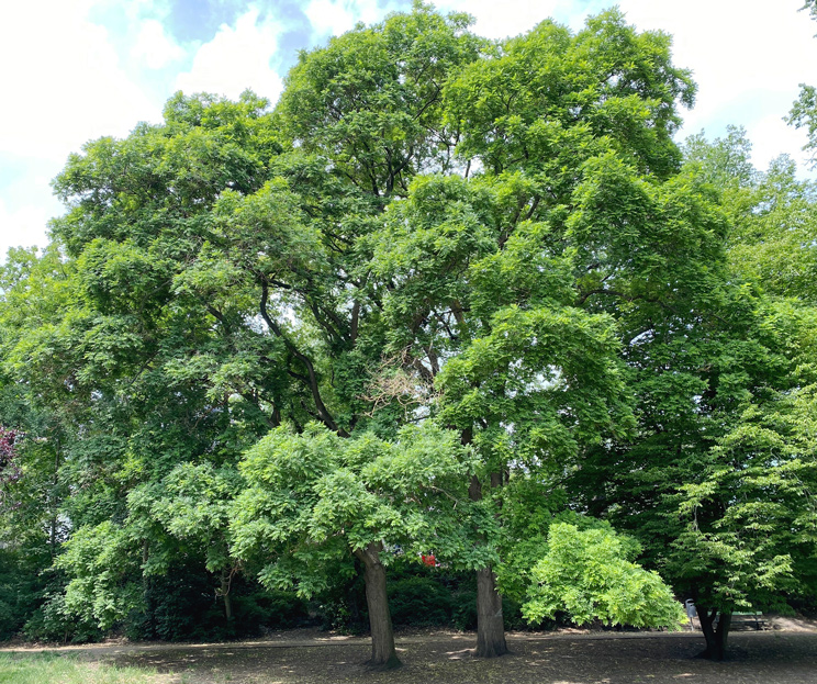 Ansicht Japanischer Schnurbaum Frühsommer