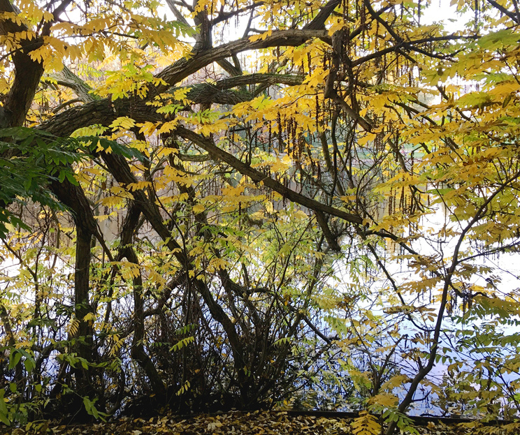 Kauk.Flügelnuss am Ufer des Lietzensee im Herbst