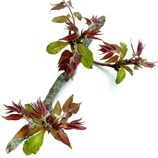 Zweigstück eines Götterbaumes mit jungen Blättern im Frühling