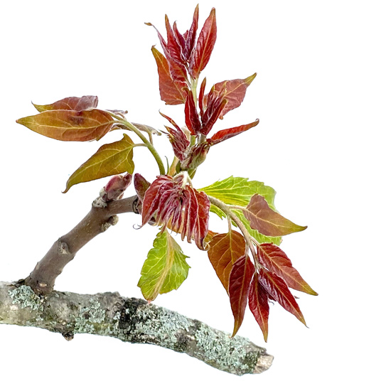 Zweigstück eines Götterbaumes mit jungen Blättern im Frühling