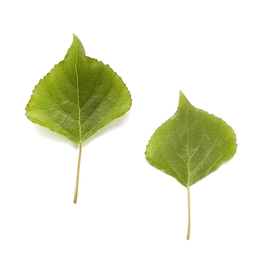 junge Blätter einer Säulenpappel im Frühling