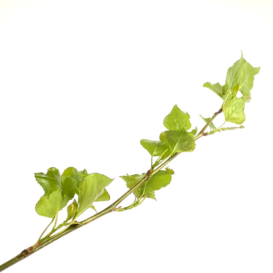 junge Blätter einer Säulenpappel im Frühling am Zweig