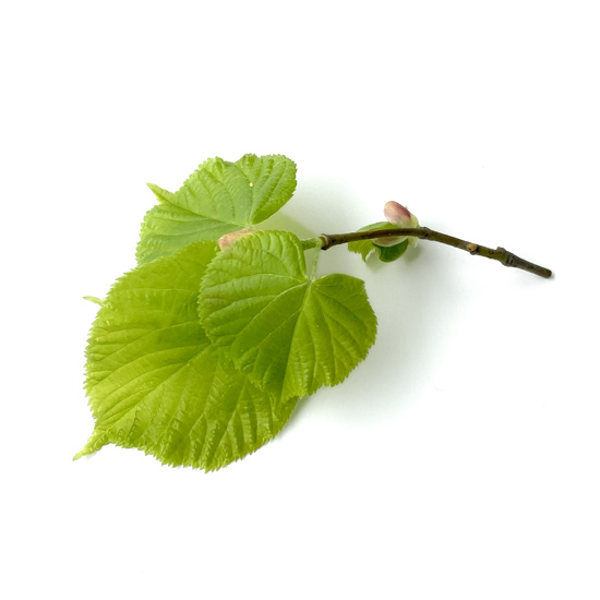 junge Blätter einer Sommerlinde am Zweig im Frühling