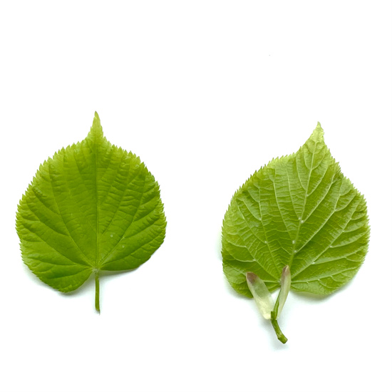 Vorder- und Rückseite der Blätter der Sommerlinde im Frühling