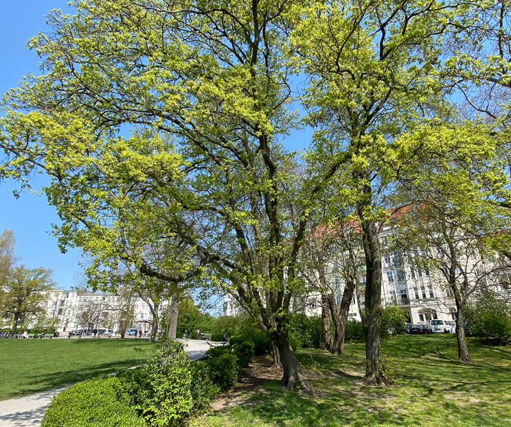 Feldahorn im Lietzenseepark im Frühling