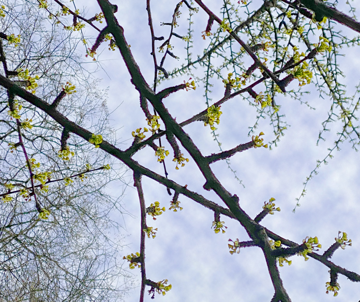 Blick in die Äste eines Ginkgo mit jungen Blättern im Frühling