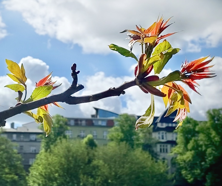 Zweigspitze eines Götterbaumes im Lietzenseepark im Frühling